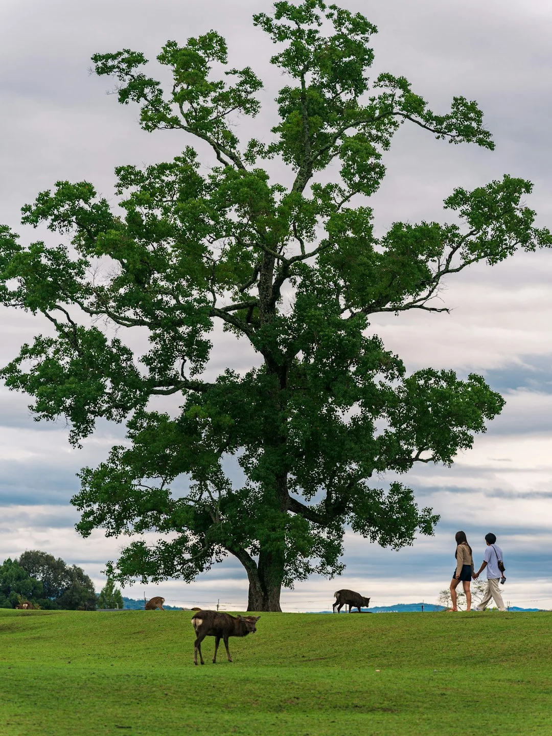 情侶在公園散步約會的浪漫場景