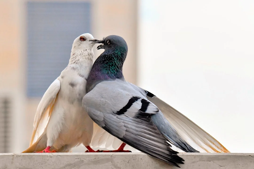 寵物主人在公園與狗狗一起約會的溫馨場景
