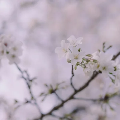 不同季節約會提案：春夏秋冬各有特色的浪漫行程